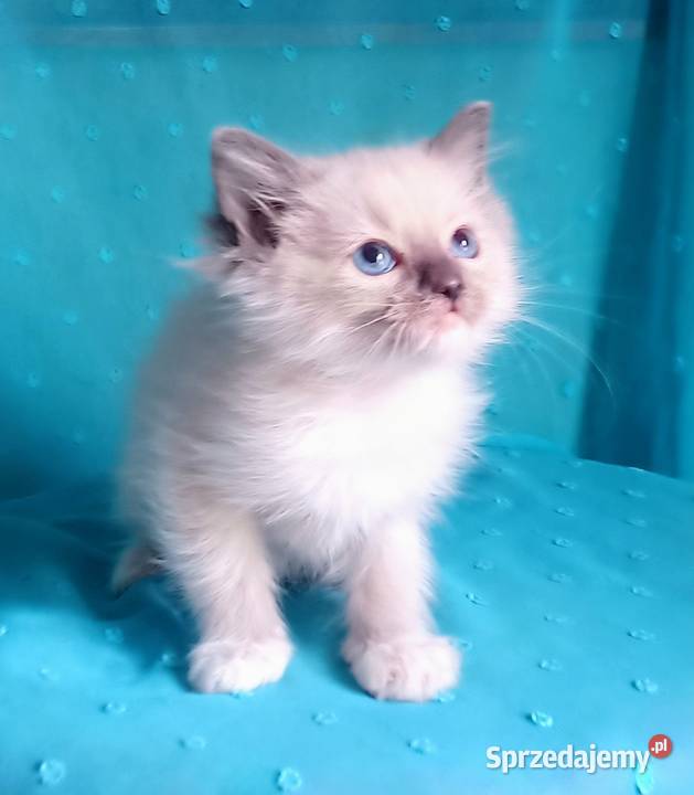 Cudowny kocurek Ragdoll z rodowodem i wyprawką Zwierzęta Łódź