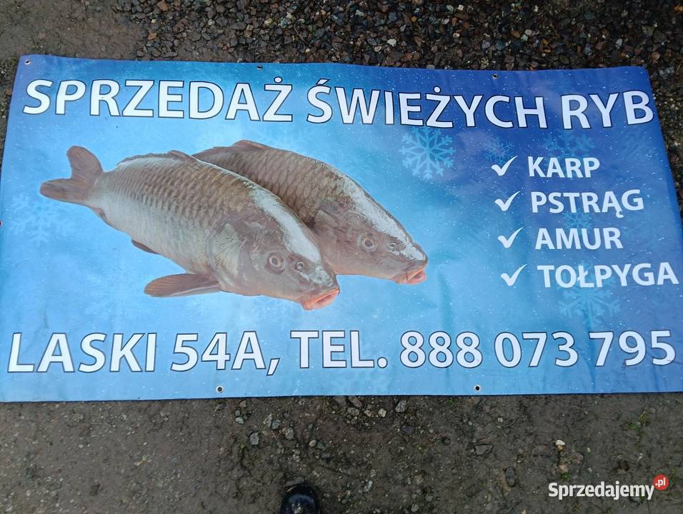 Karp prosto z wody Laski