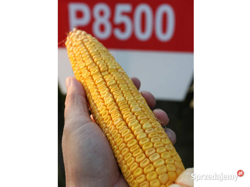 Kukurydza Pioneer P8500 FAO 250 idealny na Gniezno