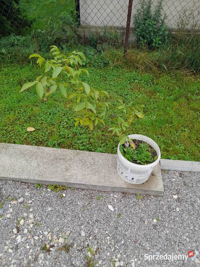 Drzewko odzecha włoskiego Skierniewice