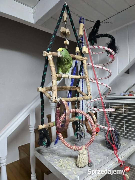 Sprzedam Amazonkę Oratrix Piaseczno