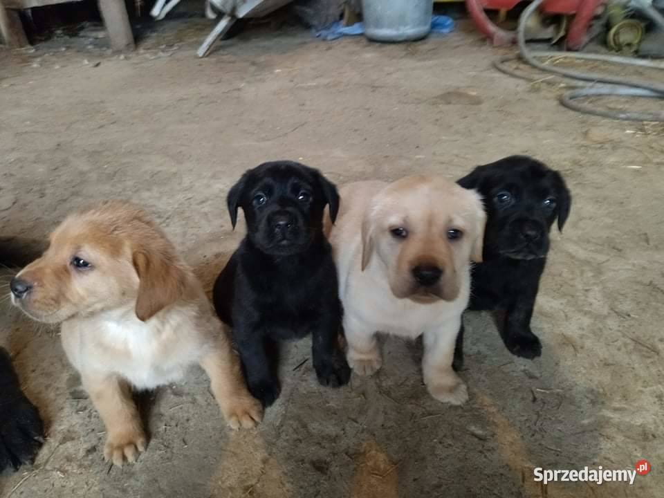 szczeniaki labradory Stary Zamość