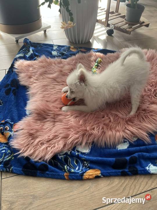 szpic miniaturowy piesek świętokrzyskie Skalbmierz sprzedam