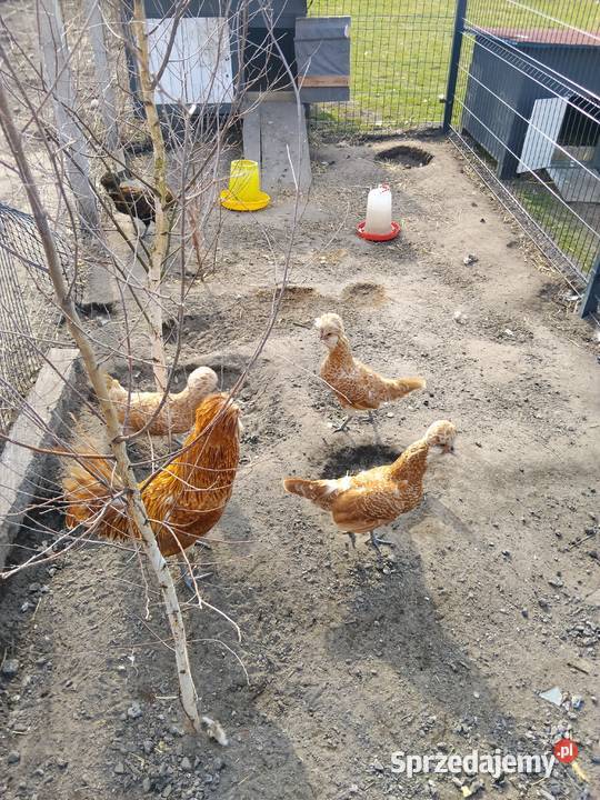 Jaja lęgowe czubatka Tarnobrzeg