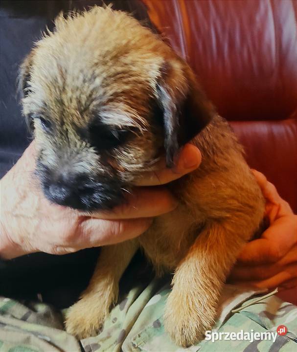 Border terrier suka FCI Zagraniczne krycie Czyżemin sprzedam