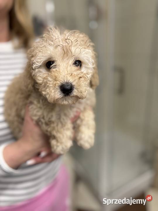 Pudel Toy radosny piesek z rodowodem Lublin