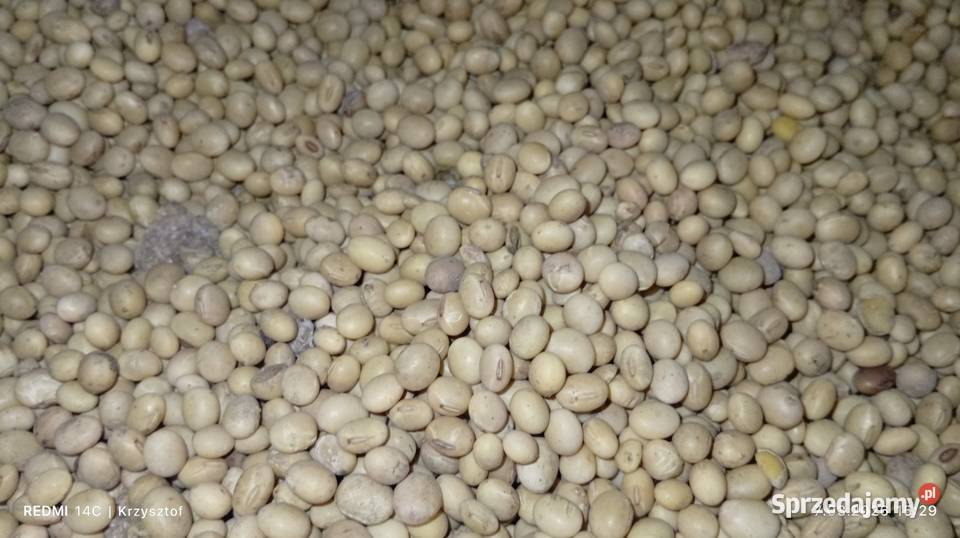 Soja Abaka i Amatia i gryka lubelskie Zamość