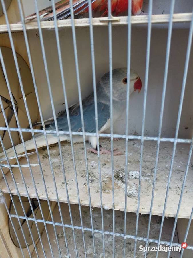 Aleksandretta obrożna niebieska Głowa Ogon Polichno