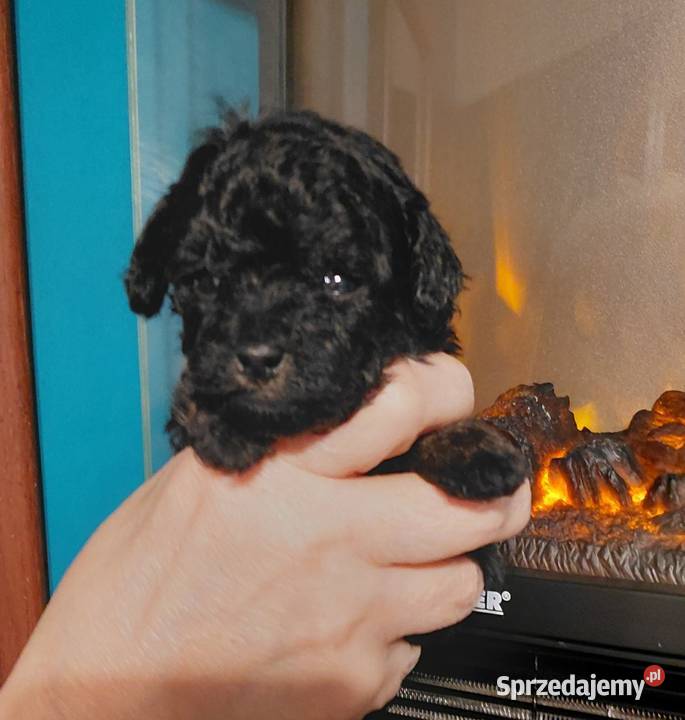 Pudel toy suczka phantom sprzedam