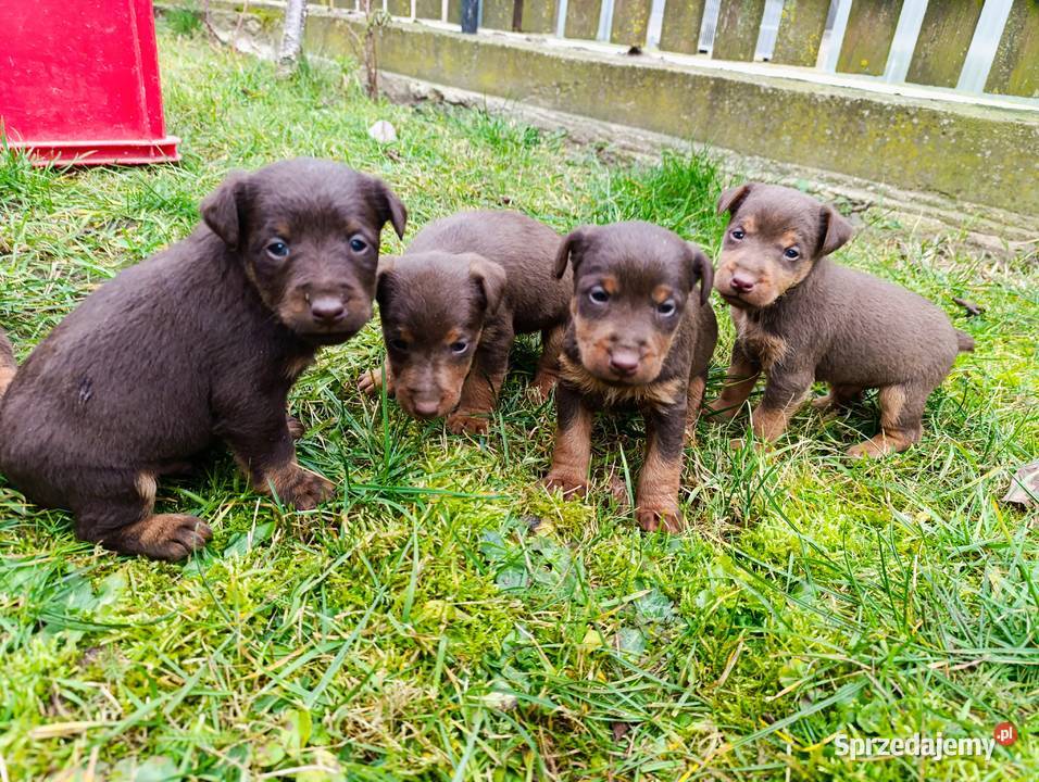 Terrier niemiecki czekoladowy szczenięta mazowieckie Sokołów Podlaski sprzedam