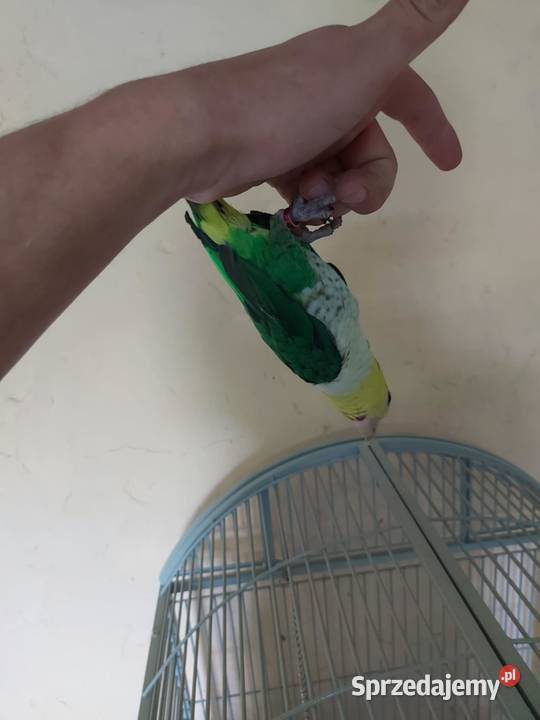 Kakadu recznie karmione Zgórze sprzedam