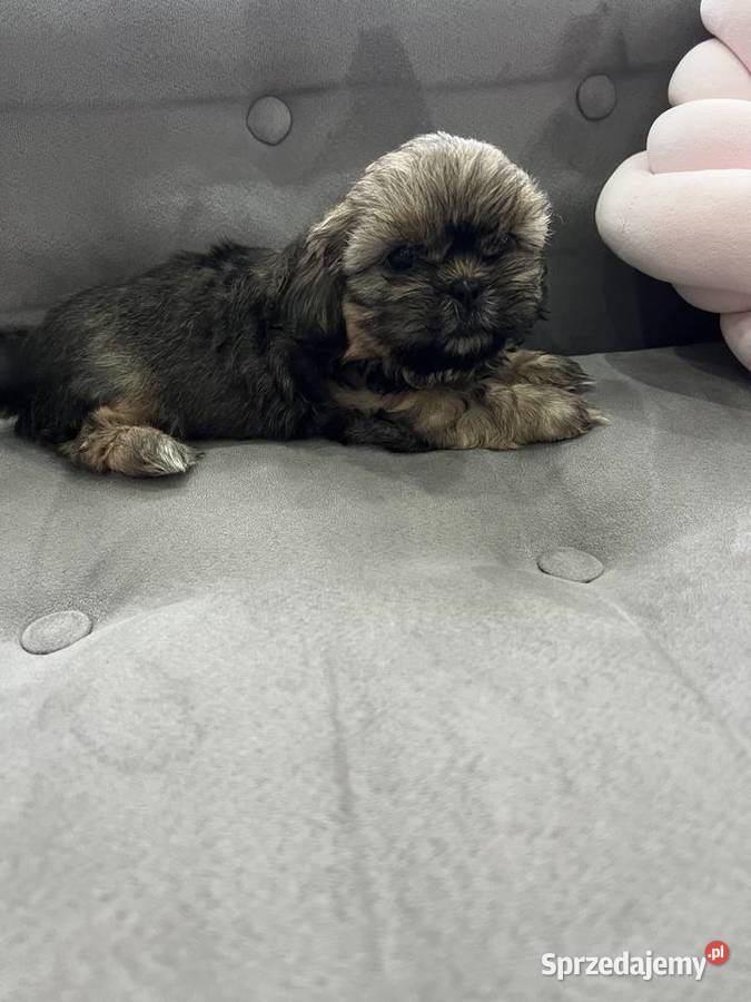 Shih Tzu śląskie sprzedam