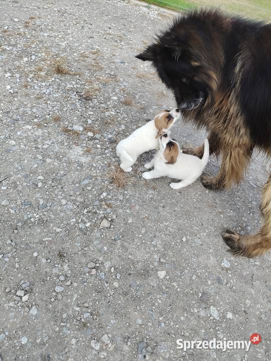 Jack Russell Terrier Psy wielkopolskie Kłodawa sprzedam