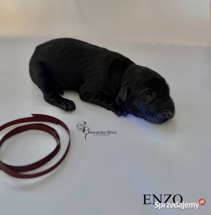Sznaucer olbrzym Czarny Dobczyn sprzedam