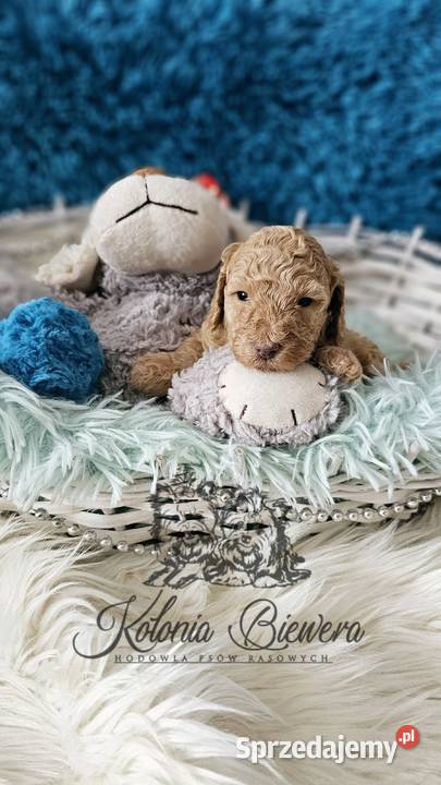 Pudel ToyMiniatura Badania Genetyczne PASZPORT Sędziejowice