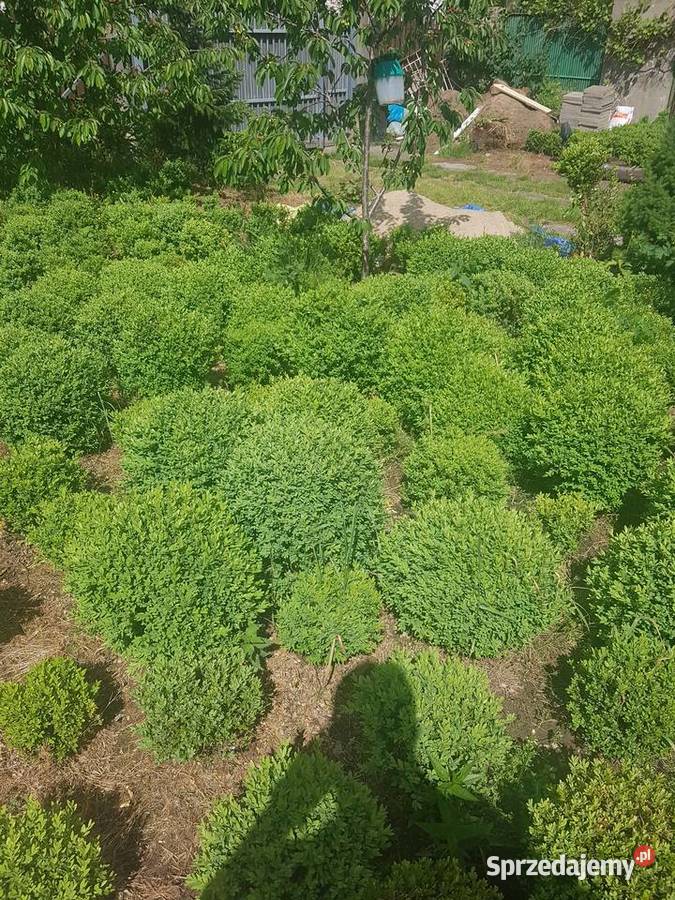 BukszpanBukszpany kule Warszawa