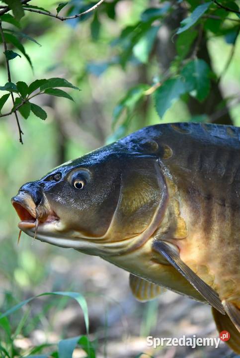 Karpie handlowe i kroczki lubelskie Babianka
