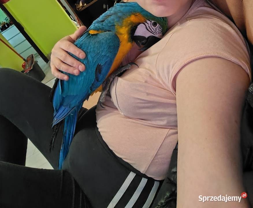 Ara araruna 5 miesięcy oswojona Łódź