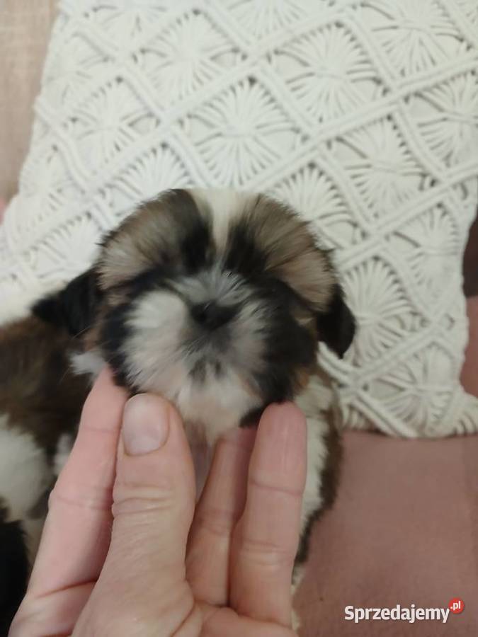 Shih tzu śliczne szczenięta Shih Tzu Katowice