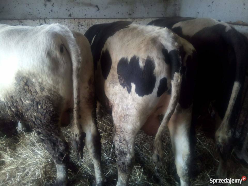 sprzedam byki 10 Wręczyca sprzedam