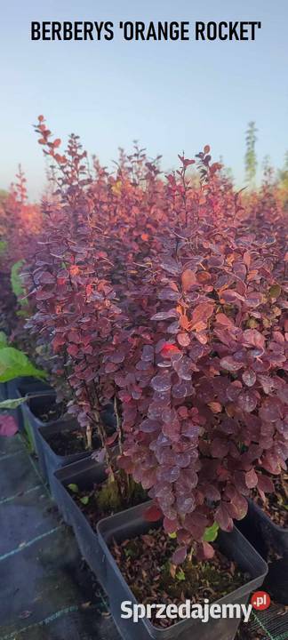 Berberys Thunberga Orange Rocket