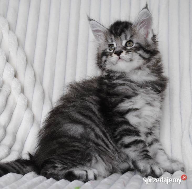 Piękne i duże kocurki maine coon Brzezia Łąka