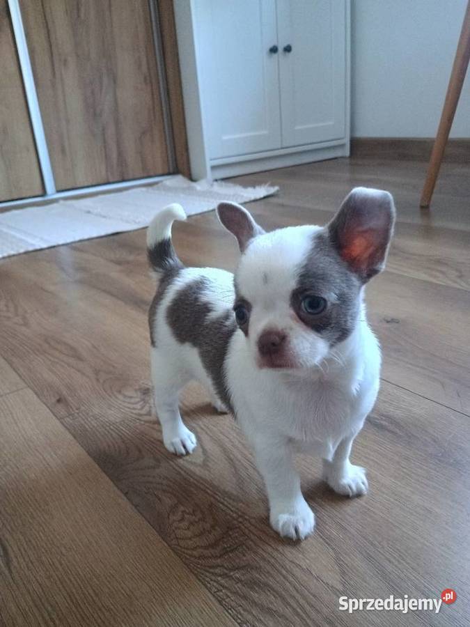 Chihuahua dziewczynka wyjątkowa łódzkie