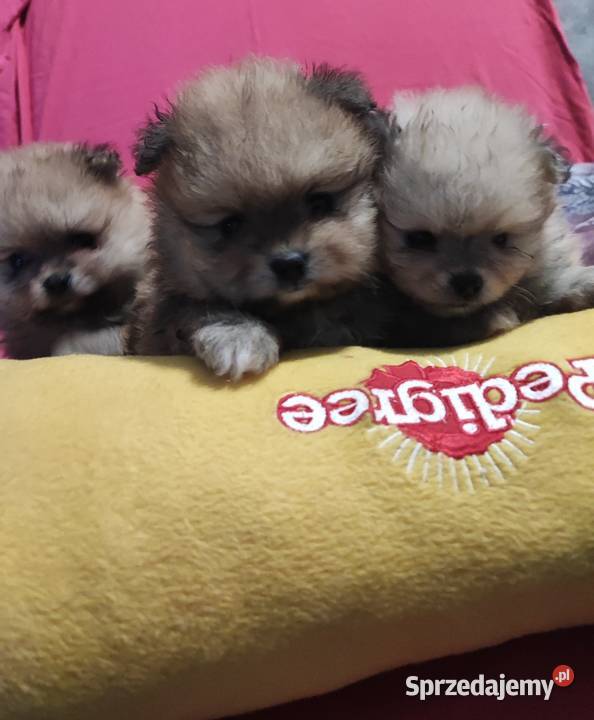 Pomeraniany szczenięta