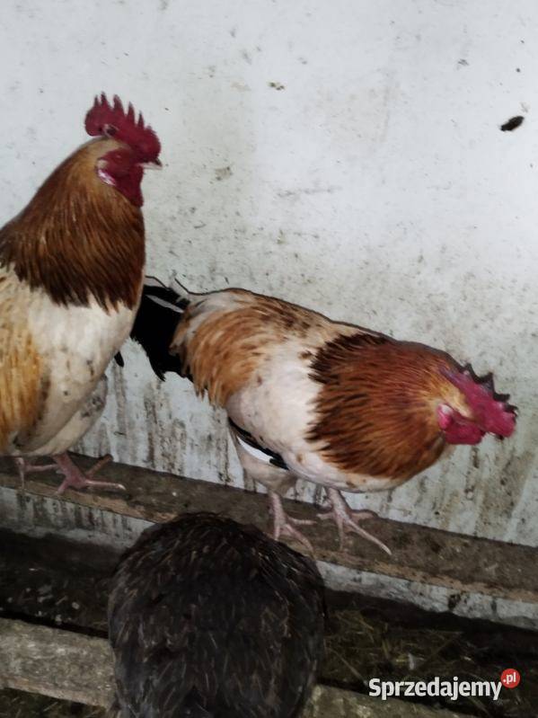Sprzedam młode kogutki Staniszewskie