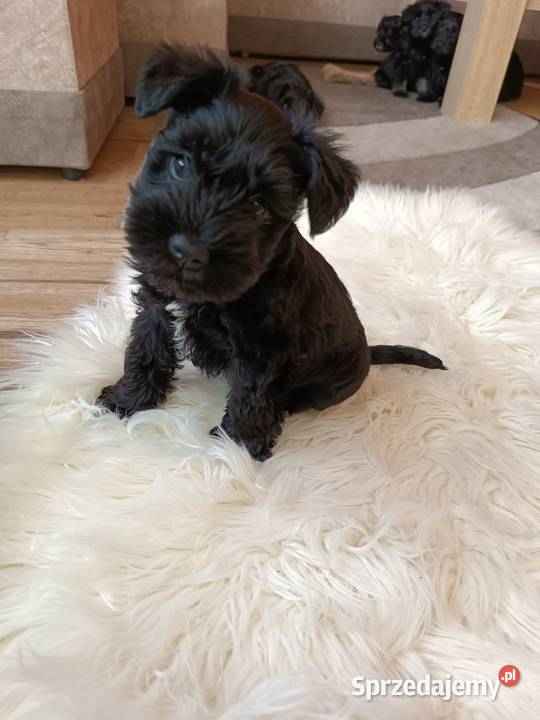 Sznaucer miniaturowy Truskolasy sprzedam