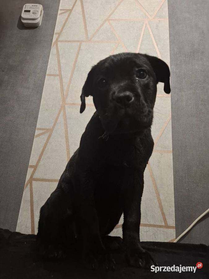 Szczeniaki Cane Corso Radom