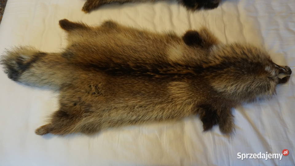 Jenot dwie piękne skóry Warszawa