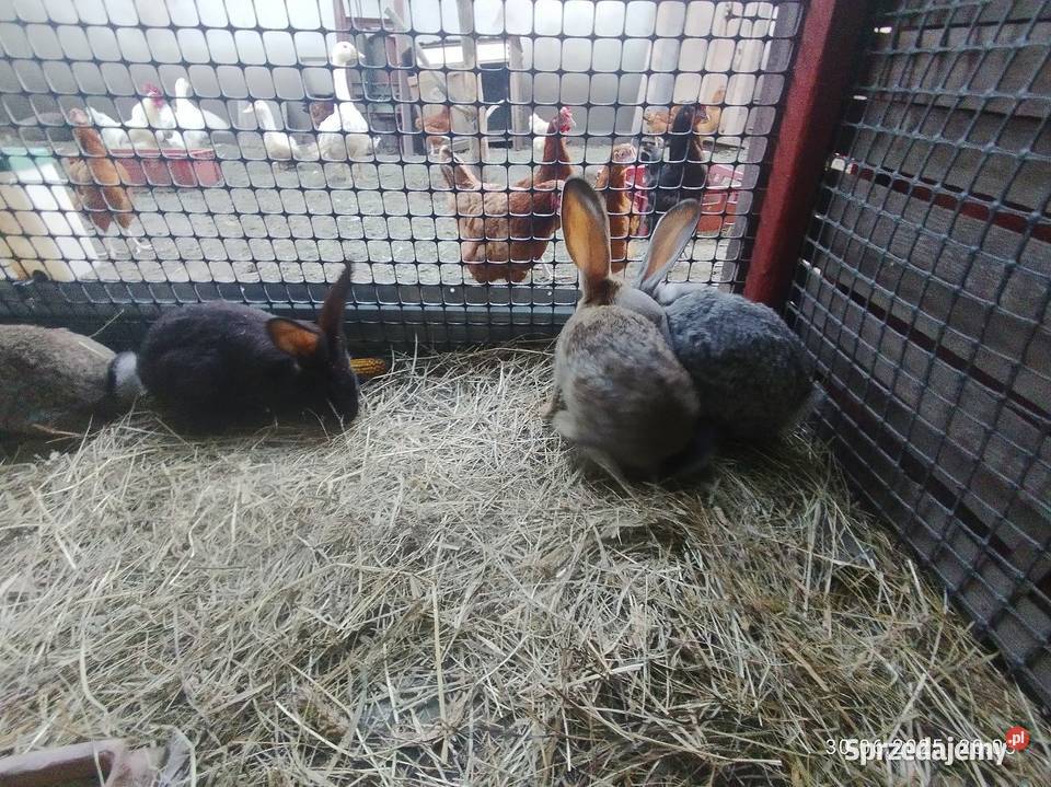 Króliki belgijskie z baranem Szubin