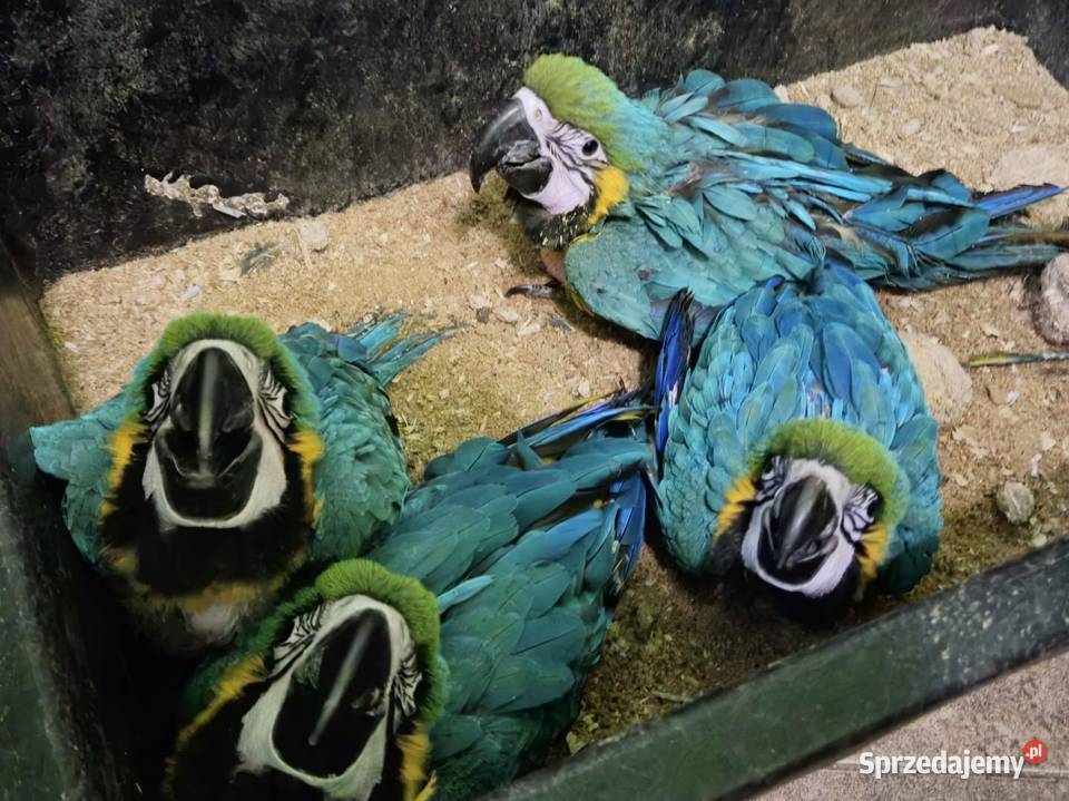 Sprzedam Ara Ararauna ręcznie karmione Ostrowiec Świętokrzyski