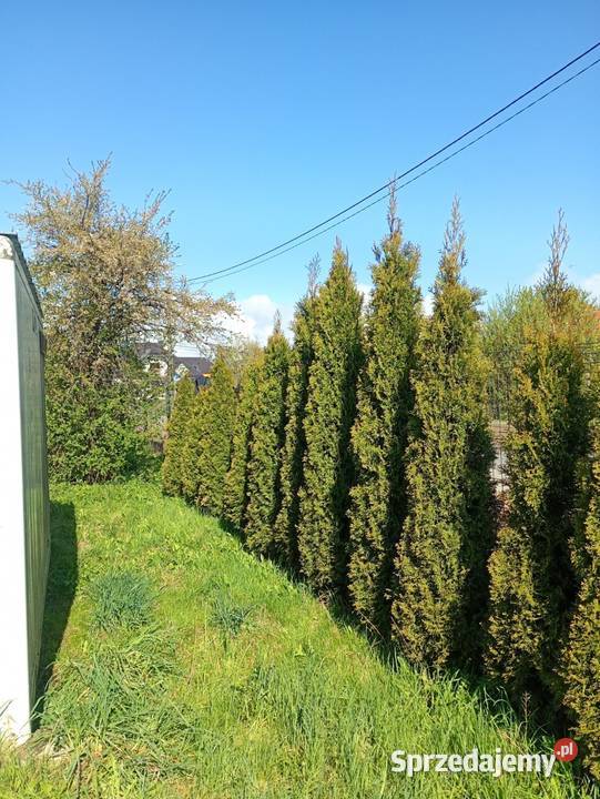 Działka ROD WIOSNA Pozostałe Przasnysz sprzedam