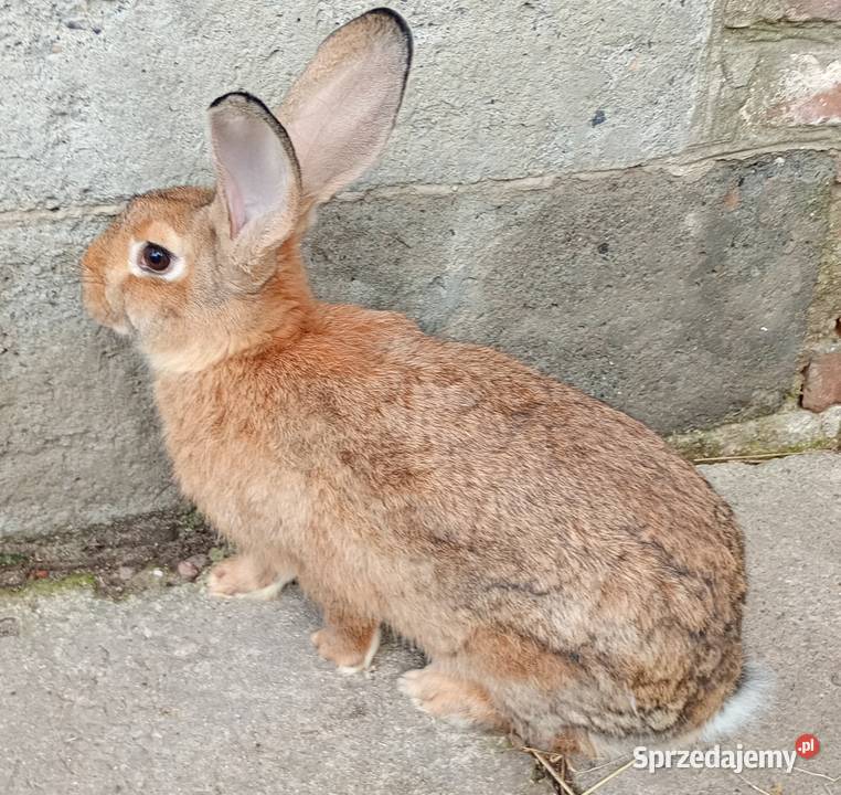 Sprzedam króliki Jeziorsko sprzedam