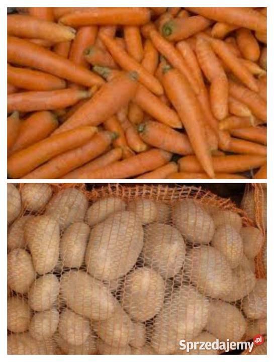 Ziemniaki QUEEN ANNE GALA Kartofle Marchew Rośliny okopowe Ozimek