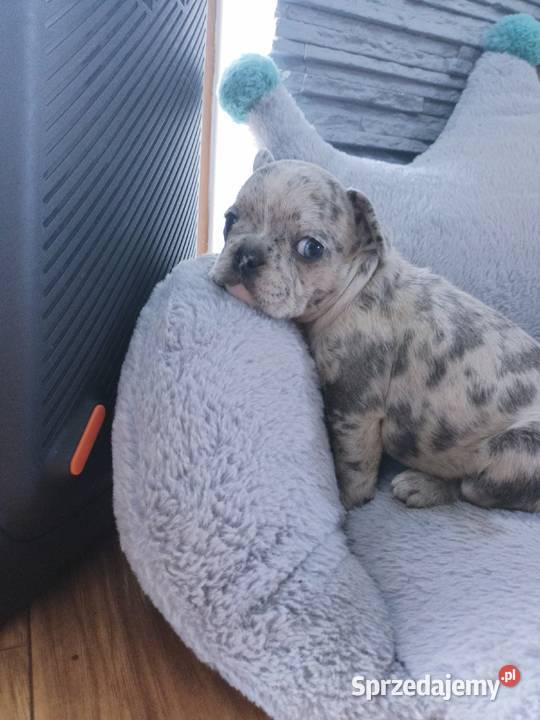 Buldogi francuskie merleblue fawn Szczecinek