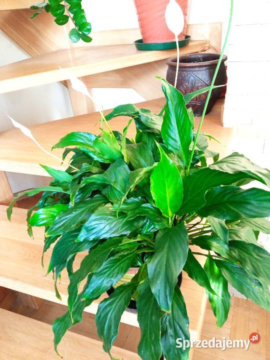 Dorodny fiołek obficie kwitnący Kwitnące Białystok sprzedam