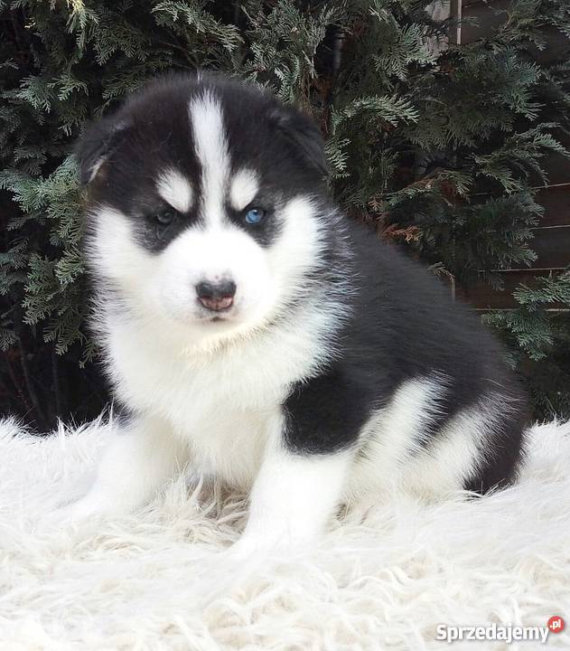Syberian Husky suczki szczeniaki Ruda Śląska