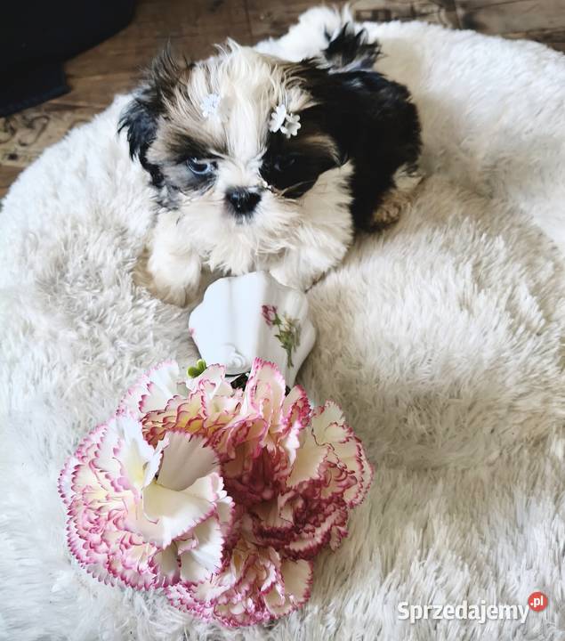 SHIH TZU piesek maleńki FCI Wałbrzych
