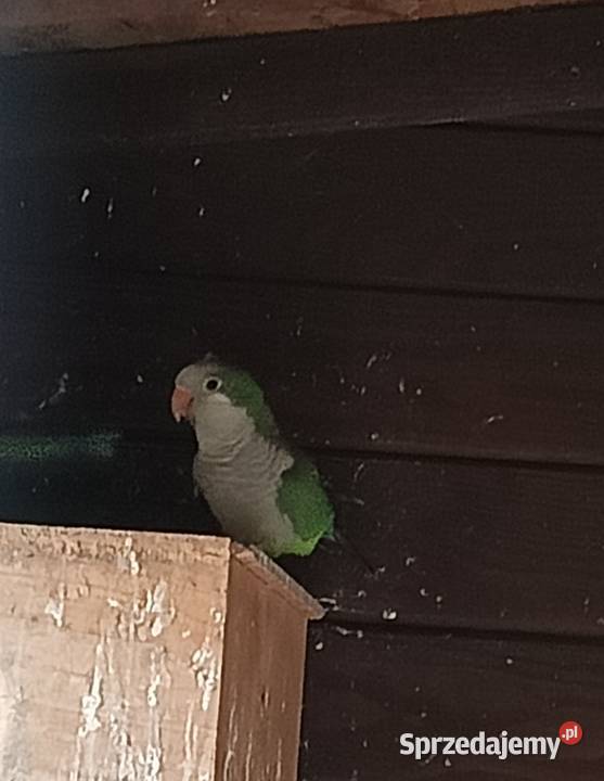 Sprzedam papugi mnichy nizinne Wilkowyja