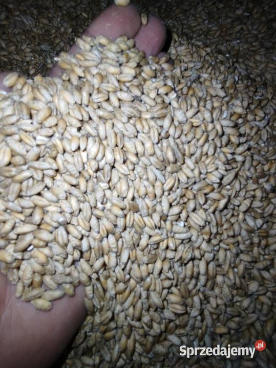 Pszenżyto Tadeus Wodzierady