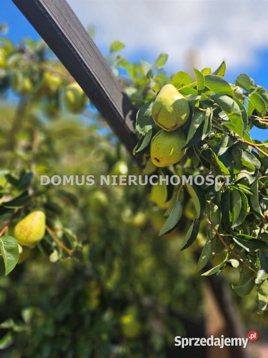 Dom wolnostojący Żelechlin 110m2 asfalt