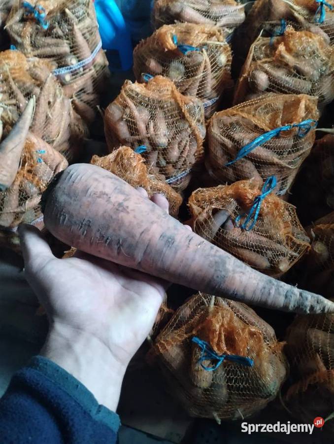 Marchew pastewna ładna gruba lubelskie Siennica Różana