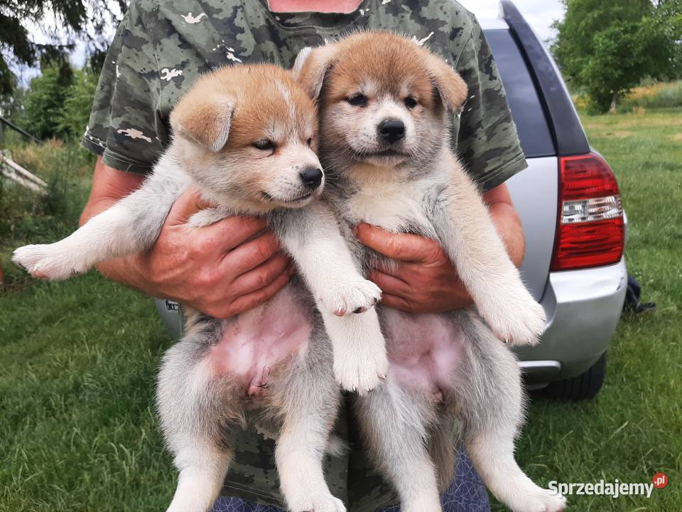 Akita inu ojcu dogoterapeucie Warszawa