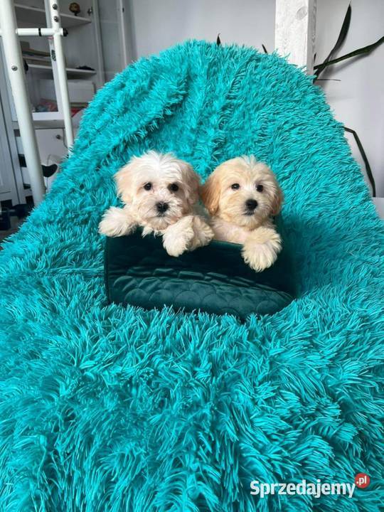 Odchowany chłopiec Maltipoo Maltańczyk x Pudel Warszawa
