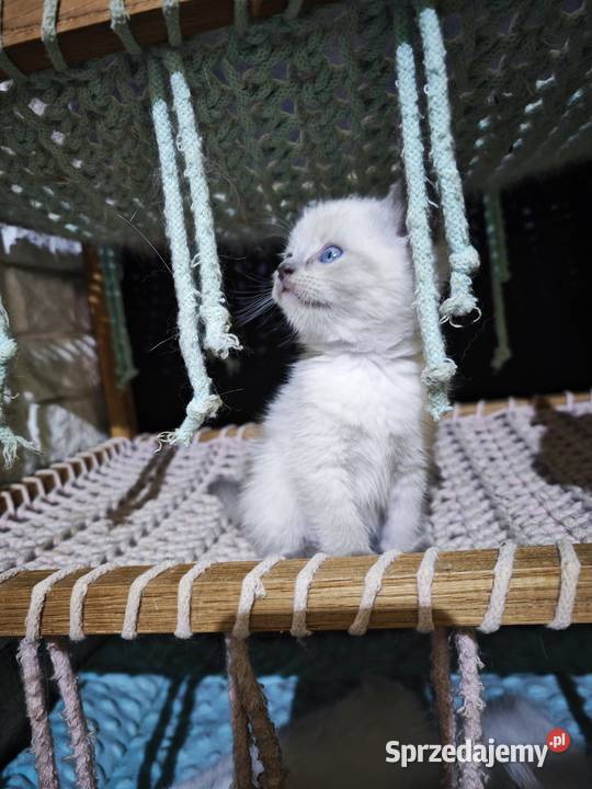 Kocięta brytyjskie point FPL Żory