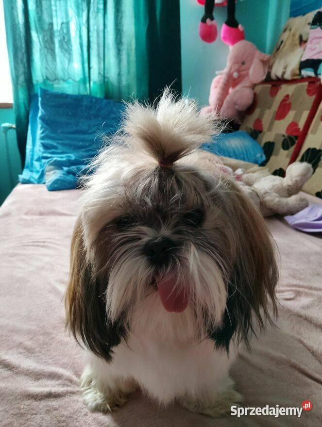 Sprzedam psa Shih tzu Andrychów
