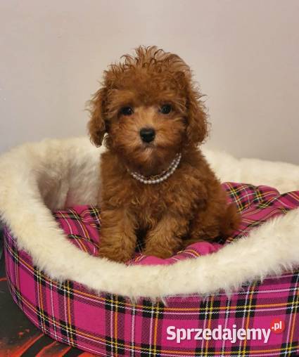 Malutki pudelek red Teddy 100 Toy